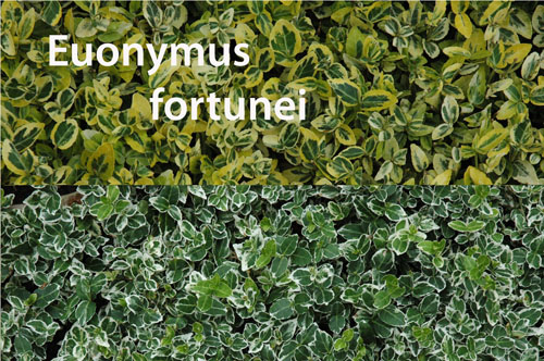 gibt es in gr�n, gelb und weiss